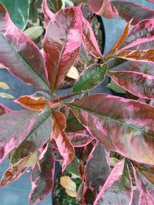 Photinia fraseri Louise 3L - image 2