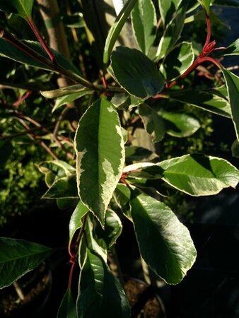 Photinia fraseri Louise 3L - image 3