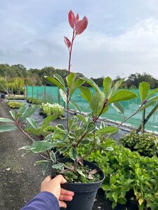 Photinia fraseri Louise 3L - image 4