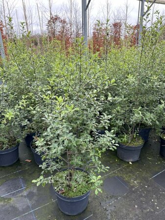 Pittosporum ten Arundel Green 10L - image 3