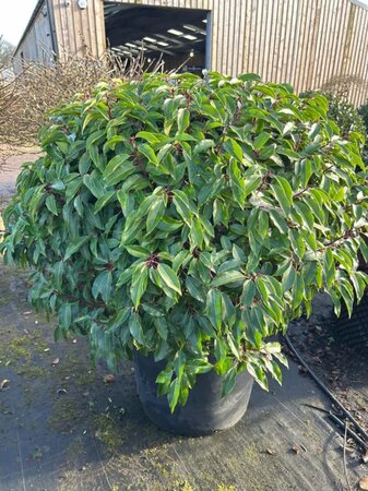 Prunus l. 'Angustifolia' 100cm Ball Wire RB