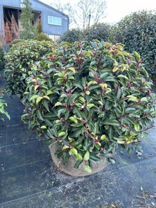 Prunus l. 'Angustifolia' 60cm Ball Root Ball