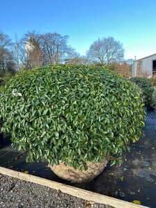 Prunus l. 'Angustifolia' 140-160 Dome Wire RB