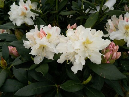 Rhododendron 'Cunningham's White' 80-90 Root Ball - image 1