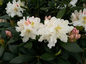 Rhododendron 'Cunningham's White' 80-90 Root Ball - image 1