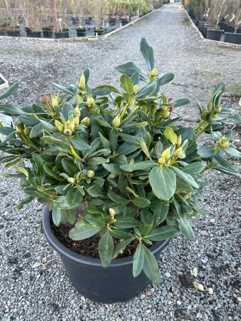 Rhododendron 'Cunningham's White' 40-50 Root Ball - image 5