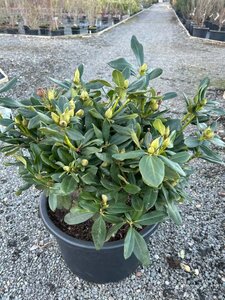 Rhododendron 'Cunningham's White' 40-50 Root Ball - image 5