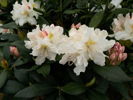 Rhododendron 'Cunningham's White' 70-80 Root Ball - image 2