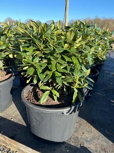 Rhododendron 'Cunningham's White' 50-60 Root Ball - image 5