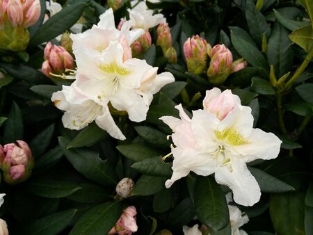 Rhododendron 'Cunningham's White' 70-80 Root Ball - image 3