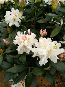Rhododendron 'Cunningham's White' 70-80 Root Ball - image 4