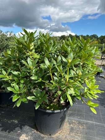 Rhododendron 'Cunningham's White' 120-140 Root Ball - image 5