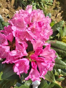 Rhododendron (Y) 'Kalinka' 60-70 Root Ball