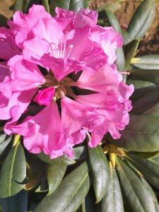 Rhododendron (Y) 'Kalinka' 60-70 Root Ball - image 2