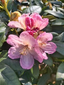 Rhododendron (Y) 'Percy Wiseman' 50-60 Root Ball