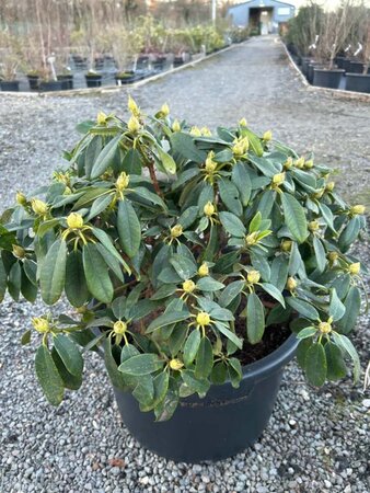 Rhododendron (Y) 'Percy Wiseman' 30-40 Root Ball - image 3