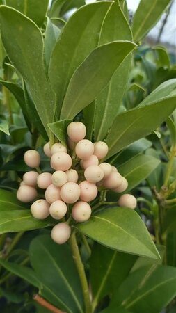 Skimmia j. 'Kew White' 10L - image 1