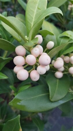 Skimmia j. 'Kew White' 10L - image 2