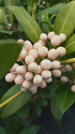 Skimmia j. 'Kew White' 10L - image 3