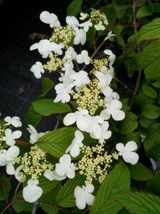 Viburnum plic. 'Mariesii' 10L