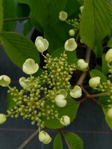 Viburnum plic. 'Mariesii' 10L - image 2