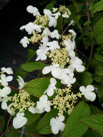 Viburnum plic. 'Mariesii' 10L - image 3