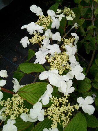 Viburnum plic. 'Mariesii' 10L - image 4