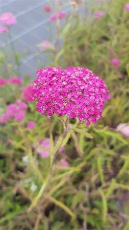 Achillea m. 'Cerise Queen' 2L