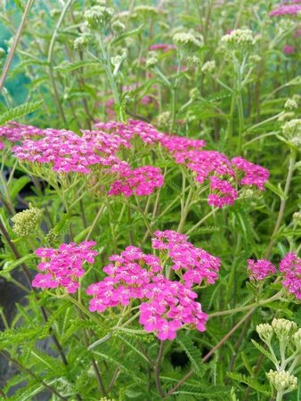 Achillea m. 'Lilac Beauty' 2L