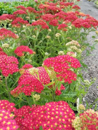 Achillea m. 'Paprika' 2L