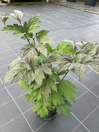 Actaea simp. 'Brunette' 2L