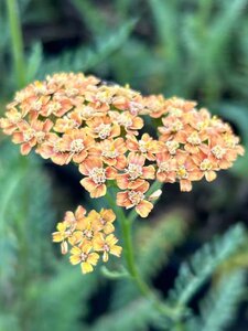 Achillea Terracotta 2L - image 3