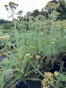 Achillea Terracotta 2L - image 2