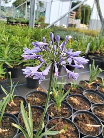 Agapanthus africanus 5L - image 1