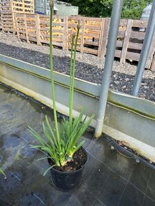 Agapanthus africanus 5L - image 2