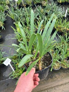 Agapanthus 'Greenfield' 3/+ 2L