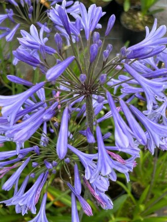 Agapanthus Headbourne hybrids 5L - image 1