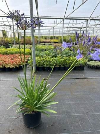 Agapanthus Headbourne hybrids 5L - image 2