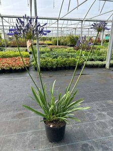 Agapanthus 'Pinocchio' 5L - image 2