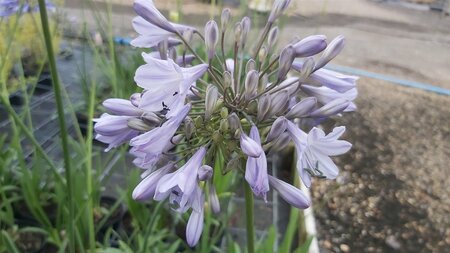 Agapanthus 'Pinocchio' 3/+ 2L - image 1