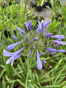 Agapanthus 'Pinocchio' 3/+ 2L - image 3