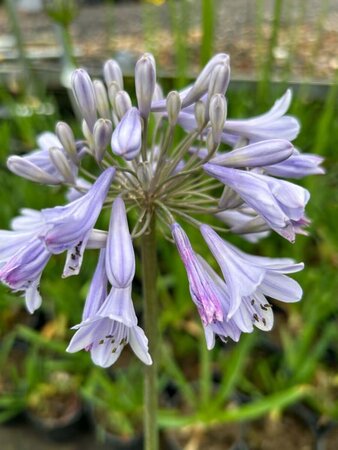 Agapanthus 'Sunfield' 3/+ 2L - image 2