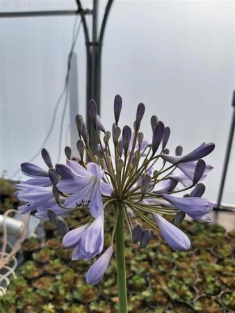 Agapanthus 'Sunfield' 3/+ 2L - image 1