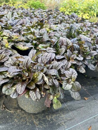 Ajuga reptans 'Braunherz' 3L - image 2