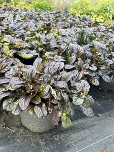 Ajuga reptans 'Braunherz' 3L - image 2