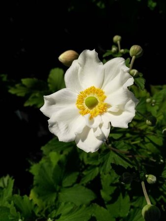 Anemone hyb. 'Honorine Jobert' 2L - image 2