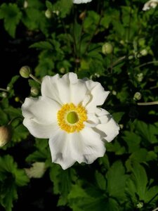 Anemone hyb. 'Honorine Jobert' 2L - image 3