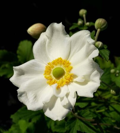 Anemone hyb. 'Honorine Jobert' 2L - image 1