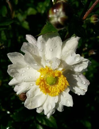 Anemone hyb. 'Whirlwind' 2L