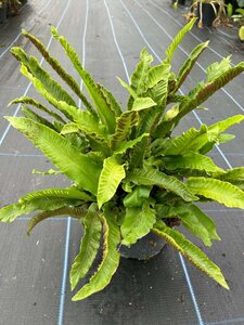 Asplenium scolopendrium 3L - image 2